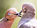 MOURNING DOVE<br />A PEACE OFFERING