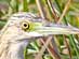 SQUACCO HERON