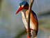 MALACHITE KINGFISHER