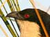 RED-BACKED SHRIKE