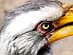 BOTSWANA - SOUTHERN YELLOWBILLED HORNBILL