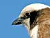 SOUTHERN WHITE CROWNED SHRIKE