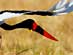 SADDLEBILL STORK<br />TAKE OFF
