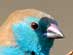 BLUE WAXBILL