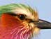 LILAC BREASTED ROLLER