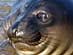 ELEPHANT SEAL 2 (female)<br />California Central Coast