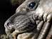 ELEPHANT SEAL 1 (female)<br /> California Central Coast