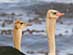 OSTRICH PAIR