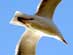 SEAGULL SOARING - CAMBRIA
