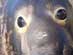 ELEPHANT SEAL 3 (male)<BR />California Central Coast